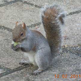 squirrel